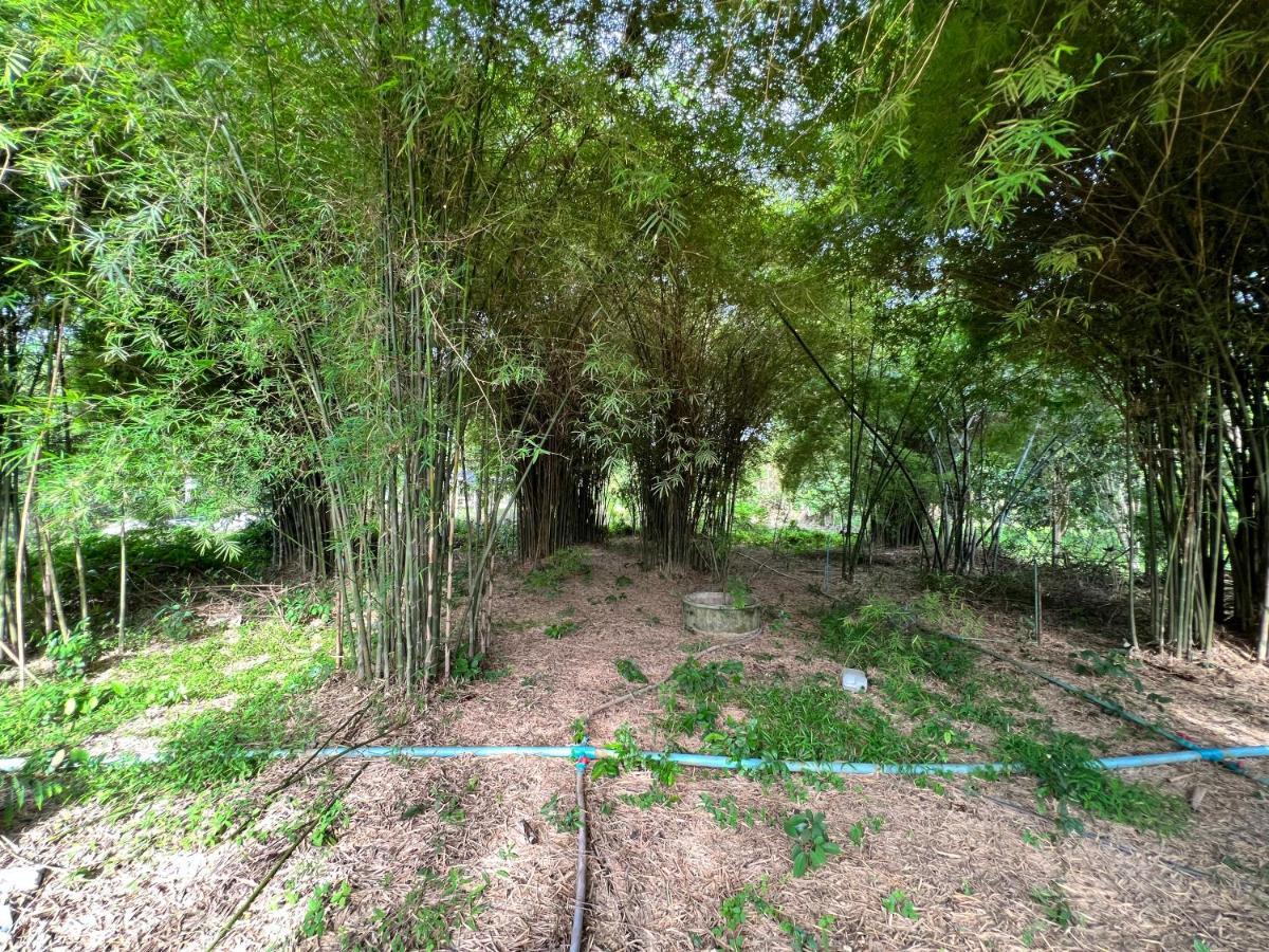 Phow Homestay Ban Mai  Εξωτερικό φωτογραφία